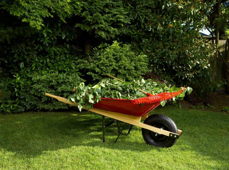 A red and black wheel barrow with some bushes in it