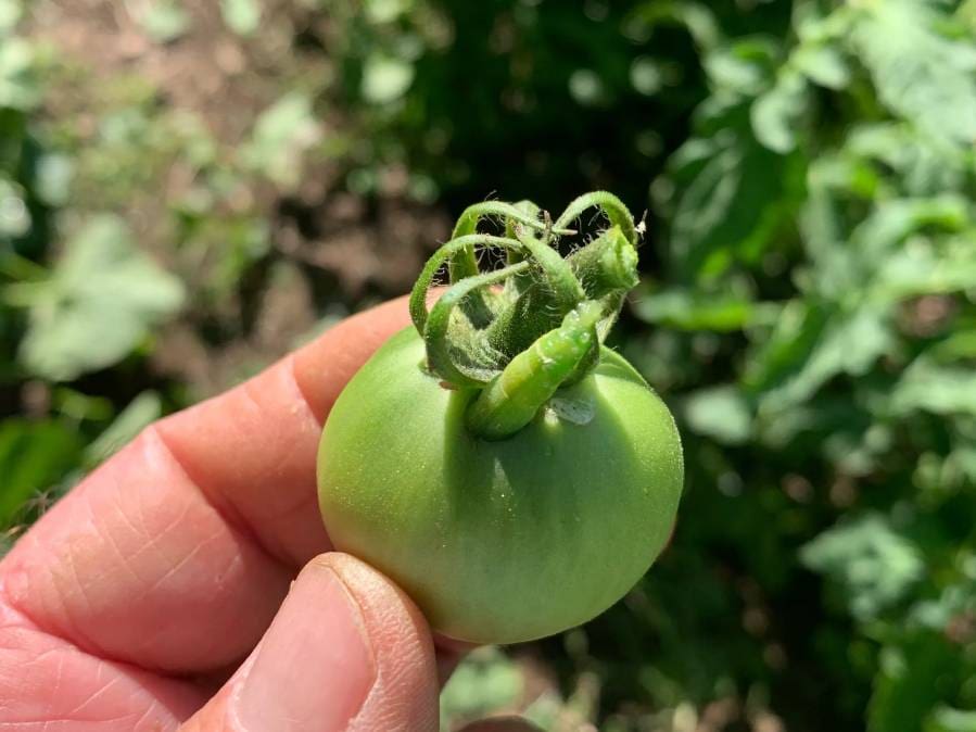 New Project - 2024-01-22T123148.837 A person holding a green tomato in their hand.