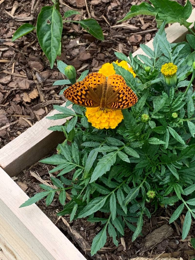 New Project - 2024-01-22T123919.269 A butterfly sitting on the side of a flower bed.