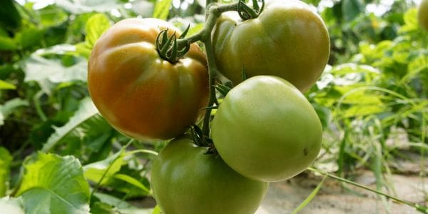 A close up of tomatoes growing on the vine