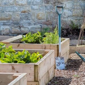 A garden with many plants in it