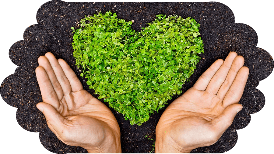 A person holding their hands over a heart shaped plant.