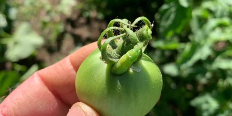 A person holding a green tomato in their hand.