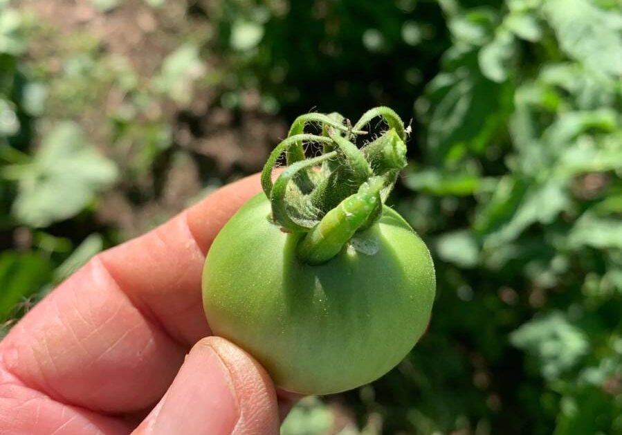 A person holding a green tomato in their hand.