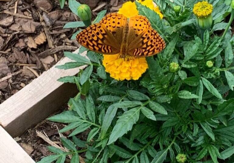 A butterfly sitting on the side of a flower bed.