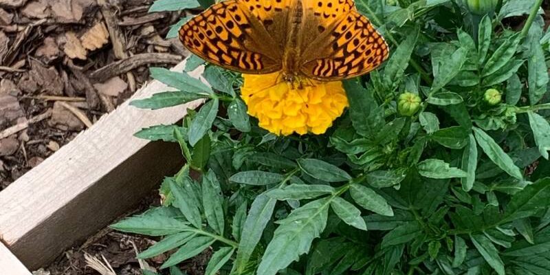 A butterfly sitting on the side of a flower bed.